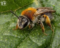 Attēlu rezultāti vaicājumam “Andrena haemorrhoa”