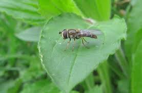Attēlu rezultāti vaicājumam “Eupeodes nielseni”