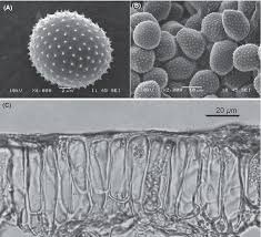 Attēlu rezultāti vaicājumam “Melampsora epitea”