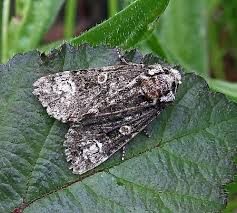 Attēlu rezultāti vaicājumam “Craniophora ligustri”