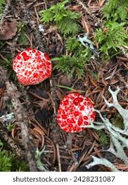 Attēlu rezultāti vaicājumam “Cratarellus cornucopioides”