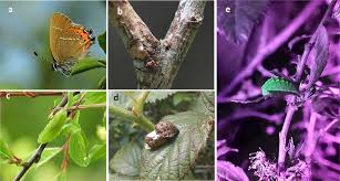 Attēlu rezultāti vaicājumam “Satyrium pruni underside”