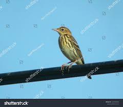 Image result for Anthus gustavi