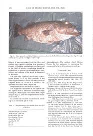 Image result for Polyprion americanus