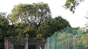 Image result for St Mary Cray Cricket Club