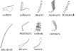 Antenna (biology) - Wikipedia, the free encyclopedia