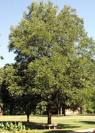 Attēlu rezultāti vaicājumam “Carya”