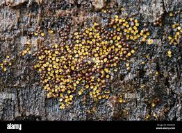 Attēlu rezultāti vaicājumam “Perichaena corticalis”