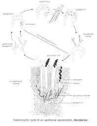 Attēlu rezultāti vaicājumam “Ascomycota”