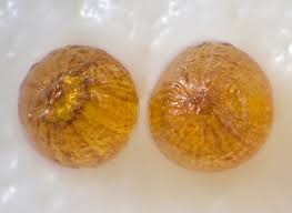 Attēlu rezultāti vaicājumam “Juncus bufonius fruit”