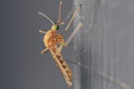 Attēlu rezultāti vaicājumam “Culex pipiens female”