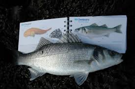 Image result for Dicentrarchus labrax