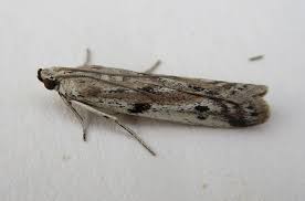 Attēlu rezultāti vaicājumam “Phycitodes binaevella”