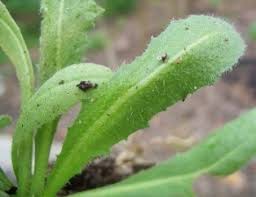 Attēlu rezultāti vaicājumam “Capsella bursa-pastoris leaf”