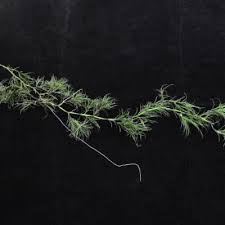 Attēlu rezultāti vaicājumam “Najas tenuissima leaf”