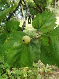 Attēlu rezultāti vaicājumam “Crataegus submollis fruit”