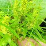 Attēlu rezultāti vaicājumam “Rumex maritimus leaf”