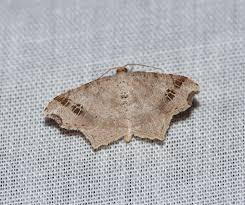 Attēlu rezultāti vaicājumam “Lymantriidae”