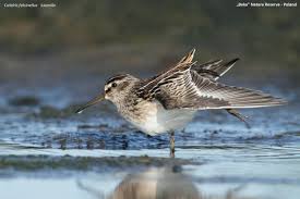 Attēlu rezultāti vaicājumam “Calidris falcinellus”