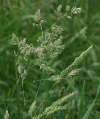 Attēlu rezultāti vaicājumam “Dactylis glomerata subsp. glomerata”