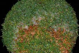 Attēlu rezultāti vaicājumam “Dianema nivale spores”