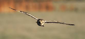 Attēlu rezultāti vaicājumam “Asio flammeus”