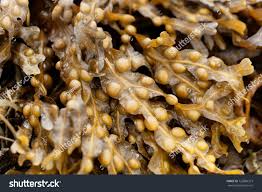 Attēlu rezultāti vaicājumam “Fucus vesiculosus”