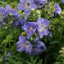 Attēlu rezultāti vaicājumam “Polemonium caeruleum fruit”