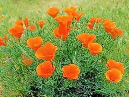 Attēlu rezultāti vaicājumam “Eschscholzia californica flower”