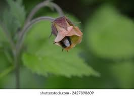 Attēlu rezultāti vaicājumam “Geum rivale bud”