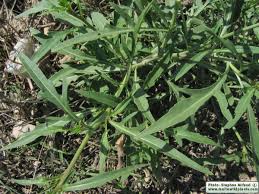 Attēlu rezultāti vaicājumam “Diplotaxis tenuifolia leaf”