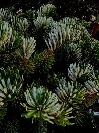 Attēlu rezultāti vaicājumam “Abies”