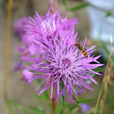Attēlu rezultāti vaicājumam “Centaurea scabiosa flower”