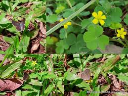 Attēlu rezultāti vaicājumam “Oxalis corniculata”