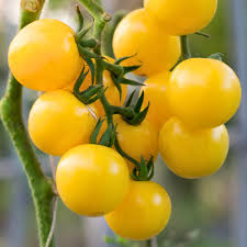 Afbeeldingsresultaat voor broad ripple yellow currant tomato