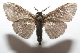 Attēlu rezultāti vaicājumam “Psychidae”