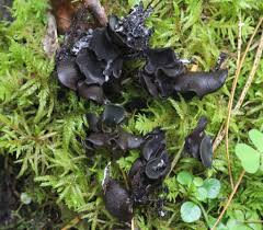 Attēlu rezultāti vaicājumam “Ionomidotis irregularis”