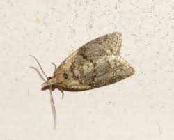 Attēlu rezultāti vaicājumam “Capua vulgana”