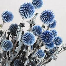 Attēlu rezultāti vaicājumam “Echinops sphaerocephalus flower”