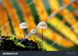 Attēlu rezultāti vaicājumam “Marasmius sp.”