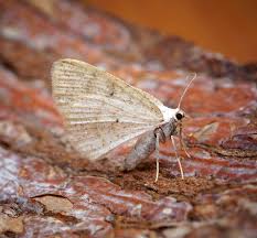 Attēlu rezultāti vaicājumam “Cabera exanthemata”