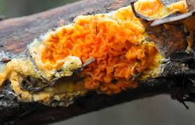 Attēlu rezultāti vaicājumam “Leucogyrophana mollusca”