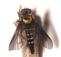 Attēlu rezultāti vaicājumam “Rhagionidae”