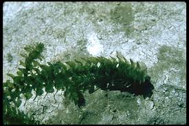 Attēlu rezultāti vaicājumam “Elodea canadensis”