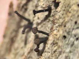 Attēlu rezultāti vaicājumam “Chaenotheca trichialis”