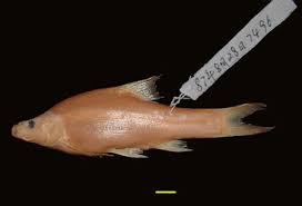 Image result for Cyprinus megalophthalmus