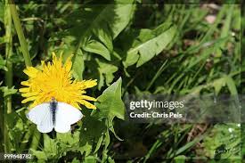 Attēlu rezultāti vaicājumam “Pieris napi male”