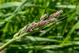 Attēlu rezultāti vaicājumam “Phalaroides arundinacea”