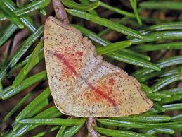 Attēlu rezultāti vaicājumam “Cyclophora punctaria”