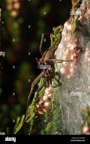 Attēlu rezultāti vaicājumam “Pisaura mirabilis female”